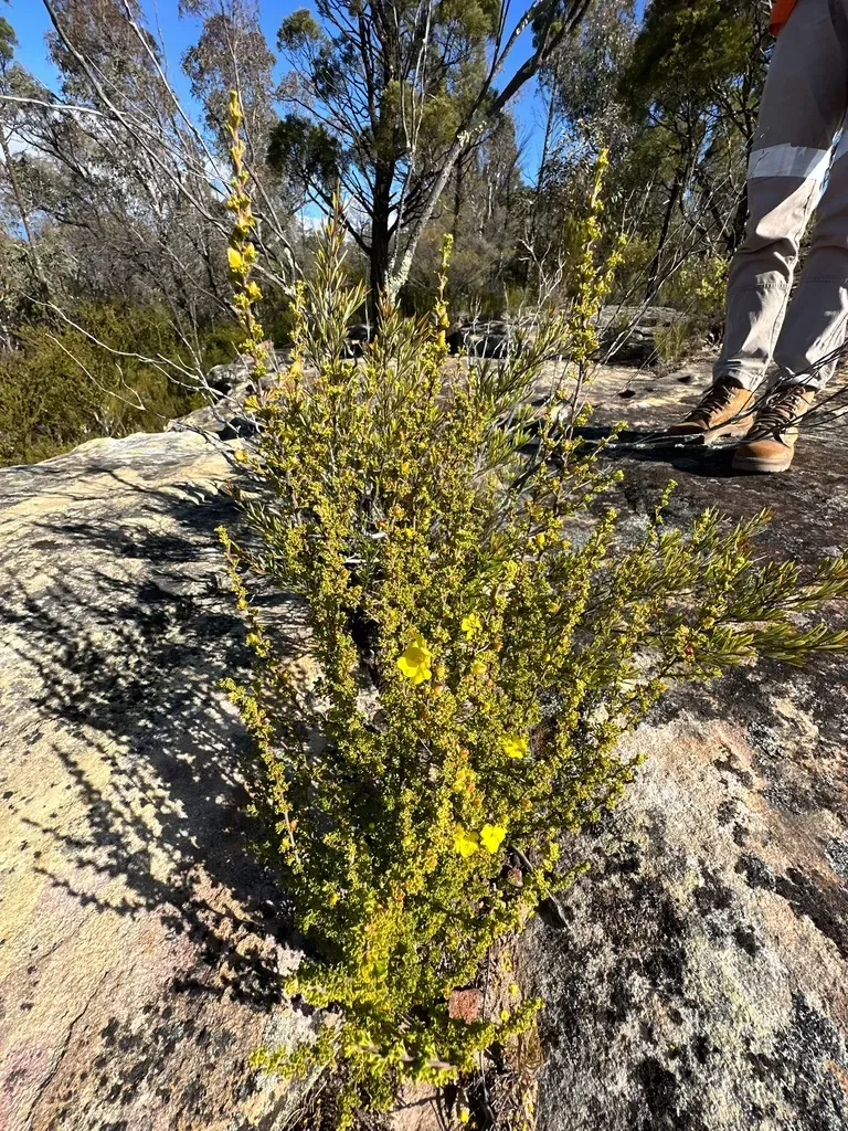 Hibbertia Circumdans