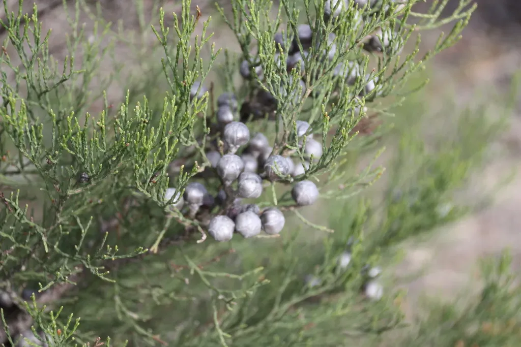 Drummond's Cypress-pine