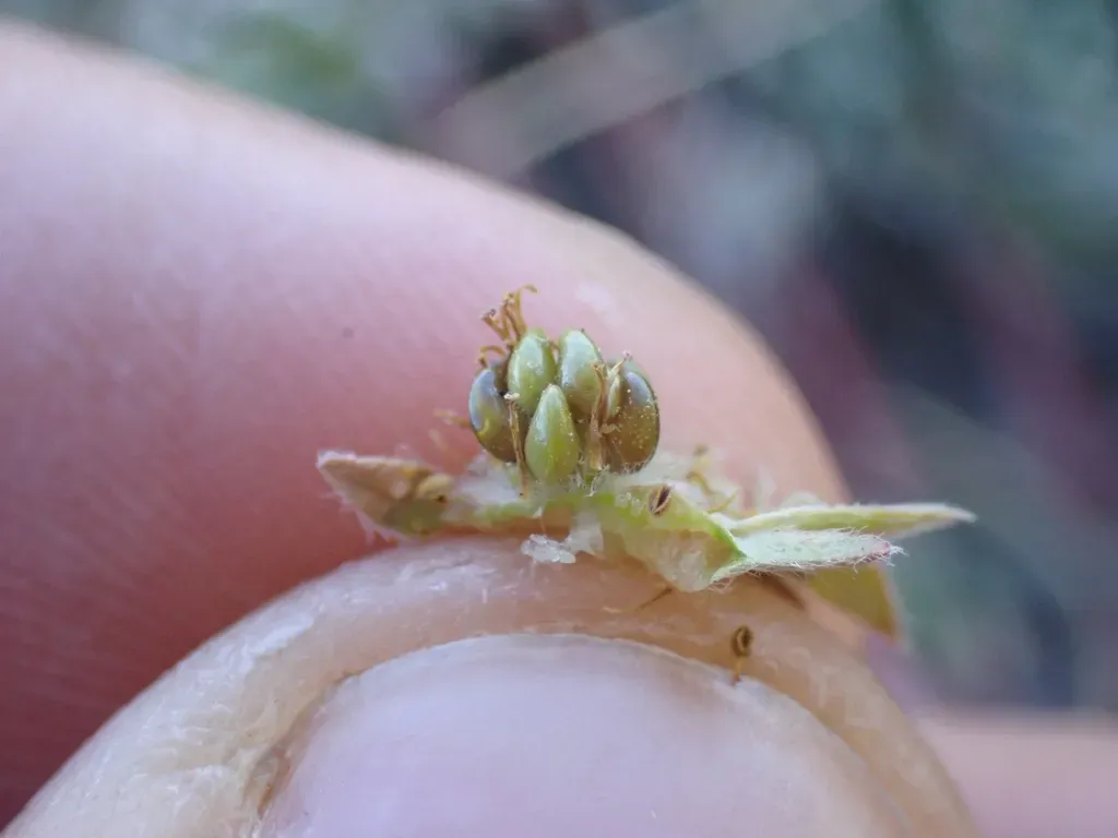 Morefield's Cinquefoil