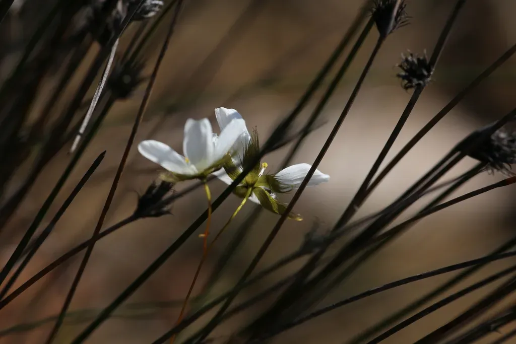 Bold Sundew