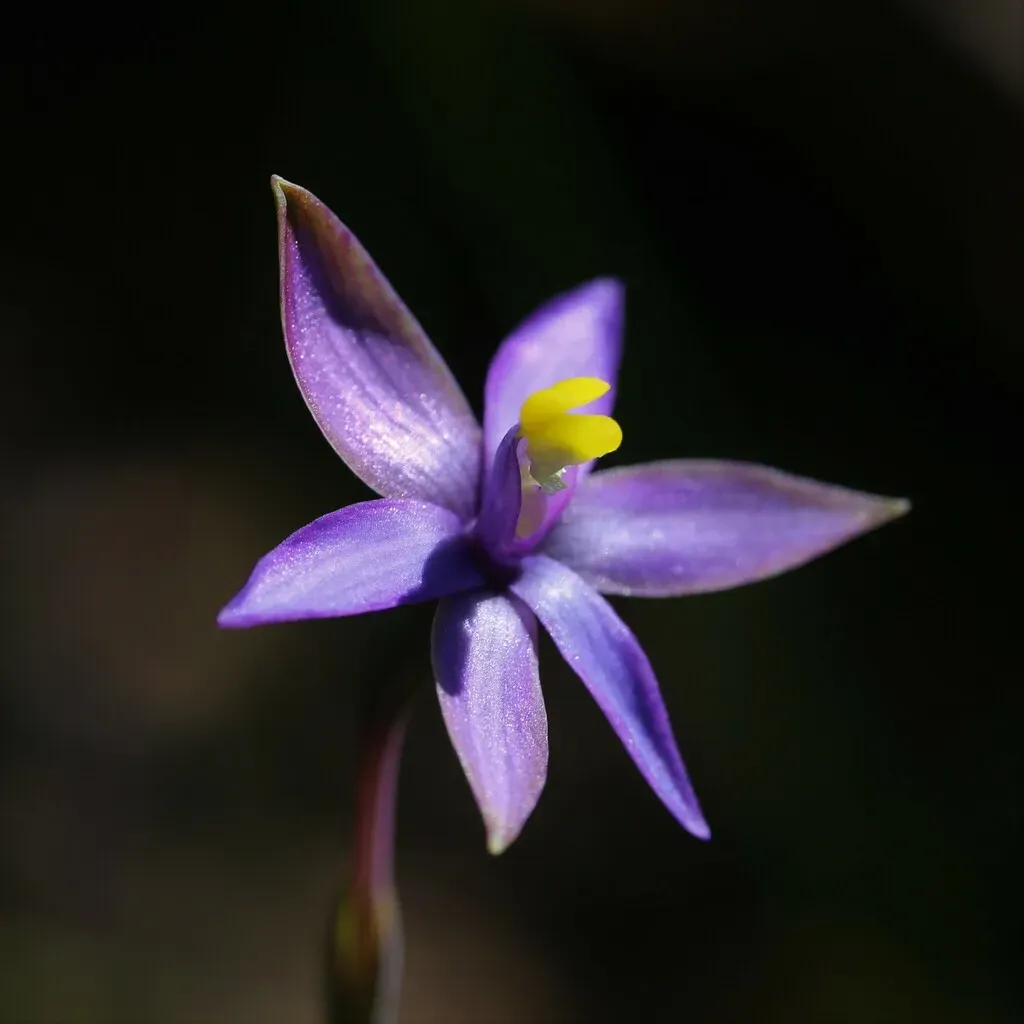 Southern Curly Locks