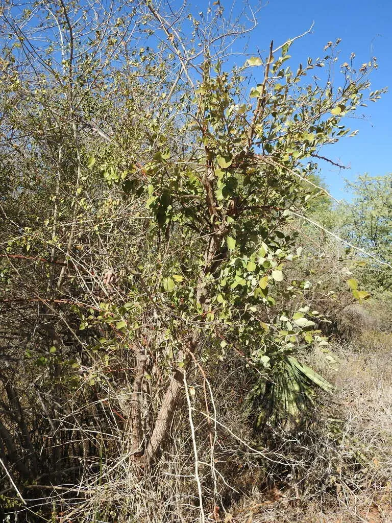 Capparis Grandiflora