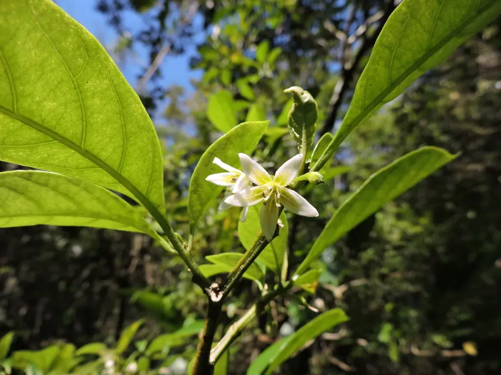 Athenaea Fasciculata