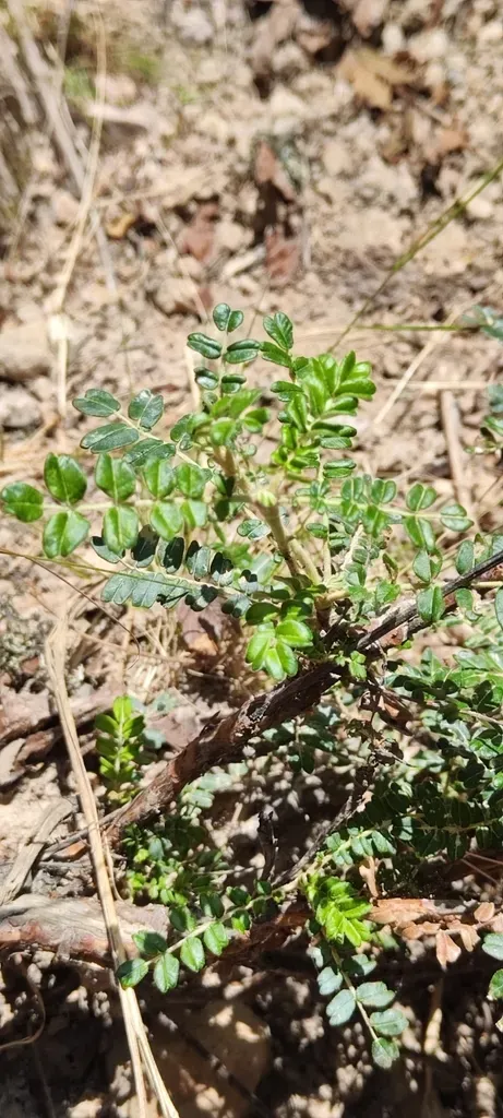 Polylepis Microphylla