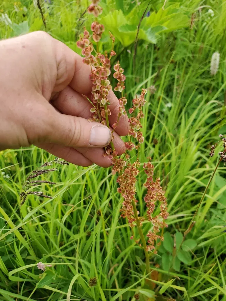 Lapland Mountain Sorrel