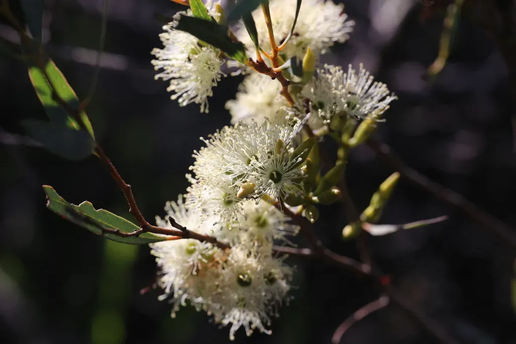 Eucalyptus Xanthonema