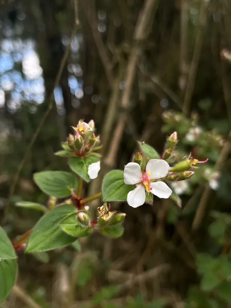 Monochaetum Pauciflorum