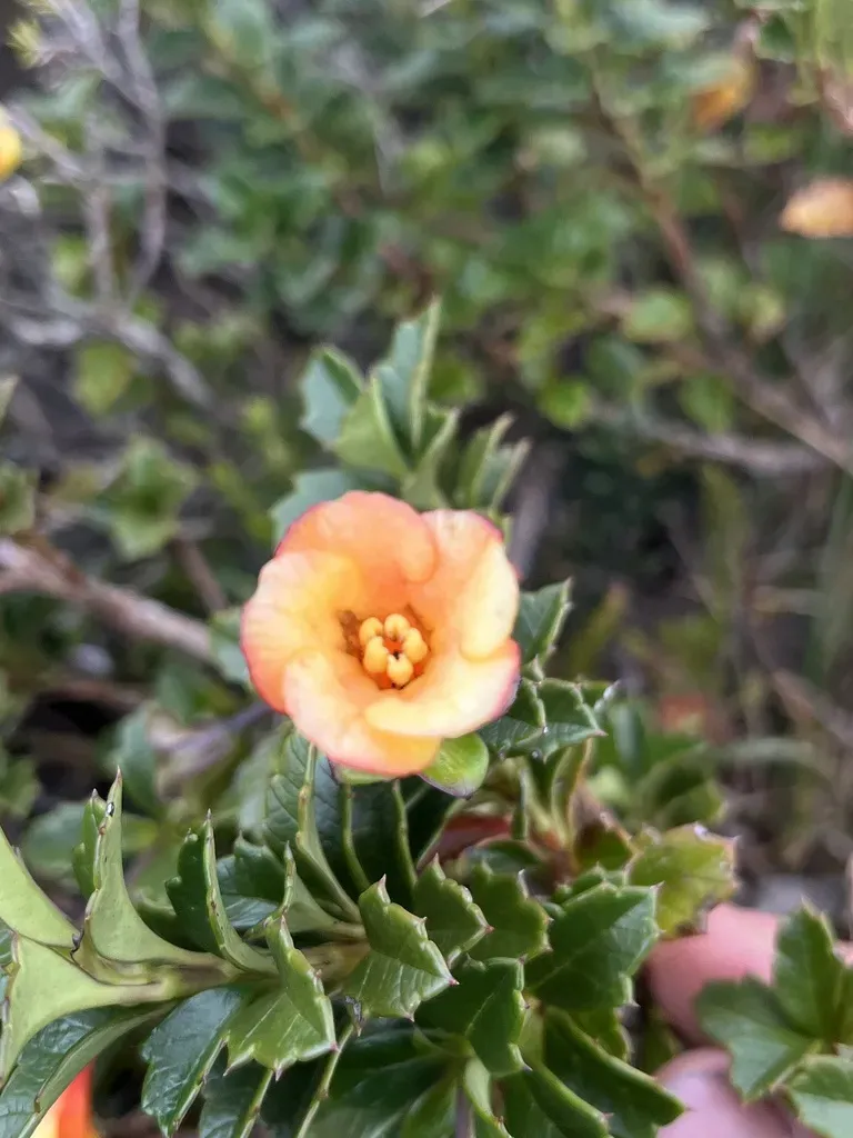 Desfontainia Splendens