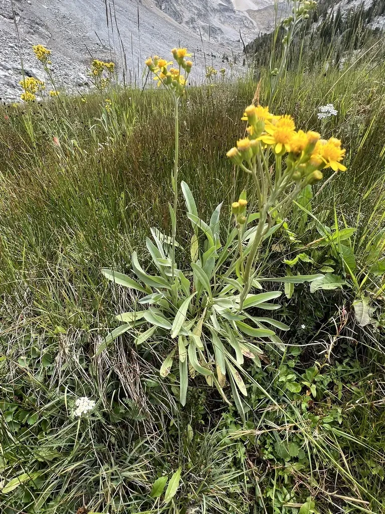 Ballhead Ragwort