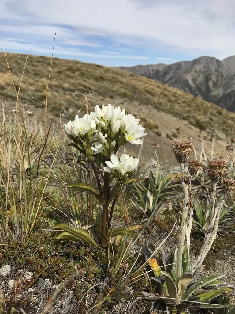 Gentianella Corymbifera