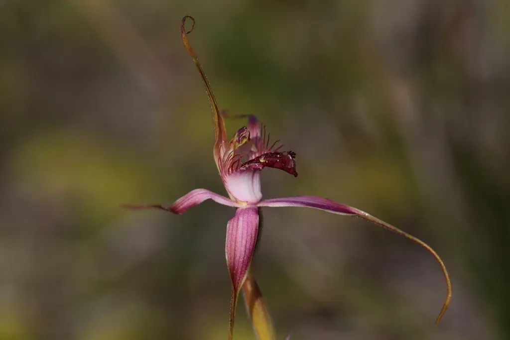 Esperance King Spider Orchid