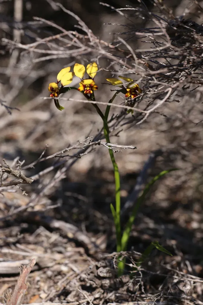 Diuris Conspicillata