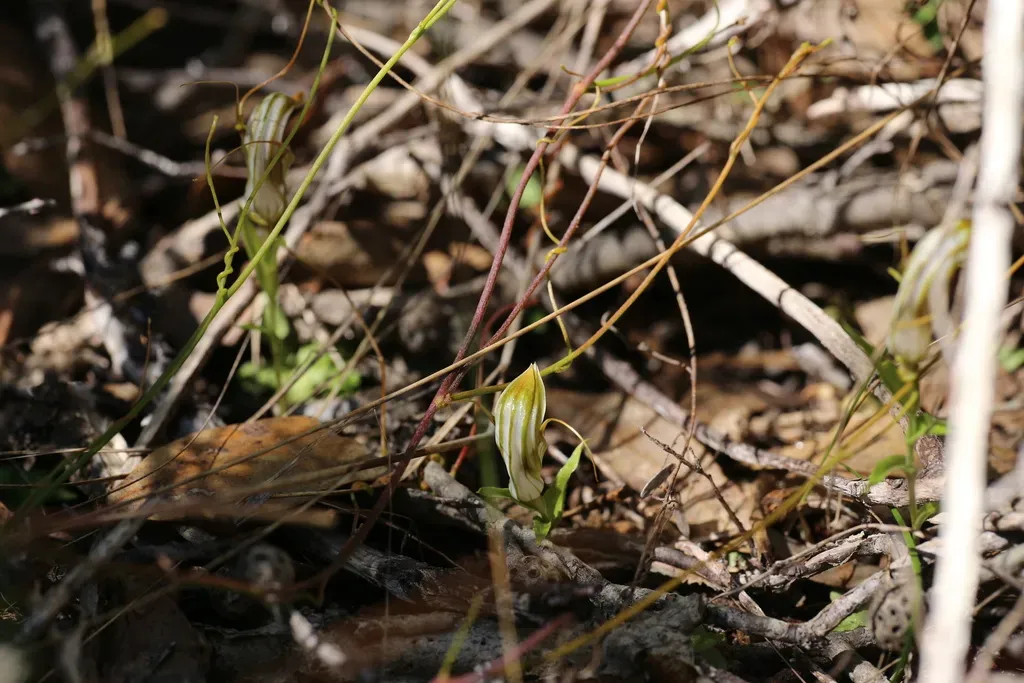 Curled-tongue Shell Orchid