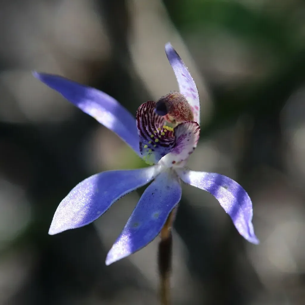 Western Tiny Blue China Orchid