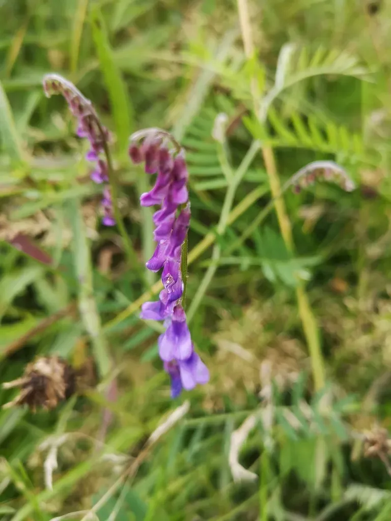 Tufted Vetch