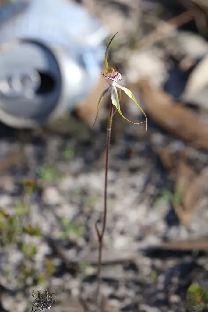 Reclining Spider Orchid