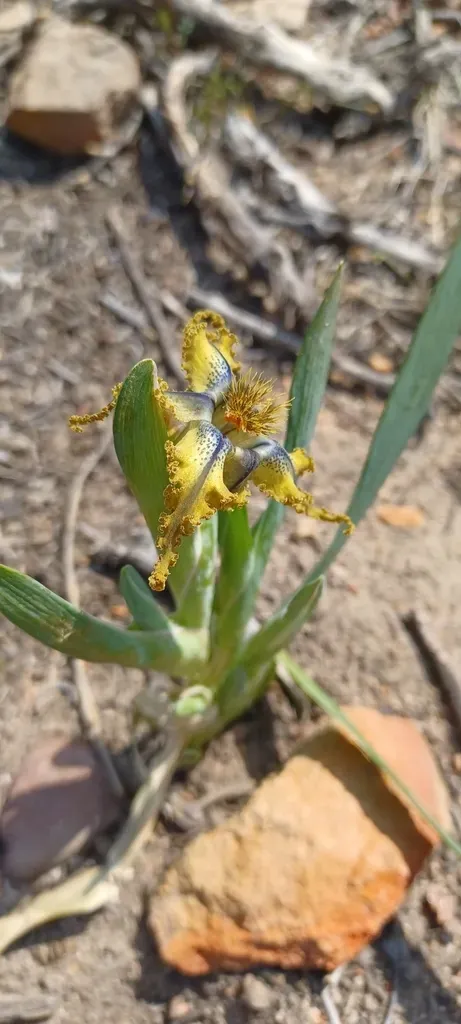 Sheathing Spiderlily