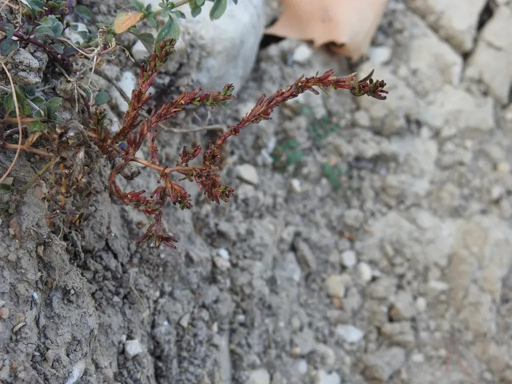 Three-bracted Loosestrife
