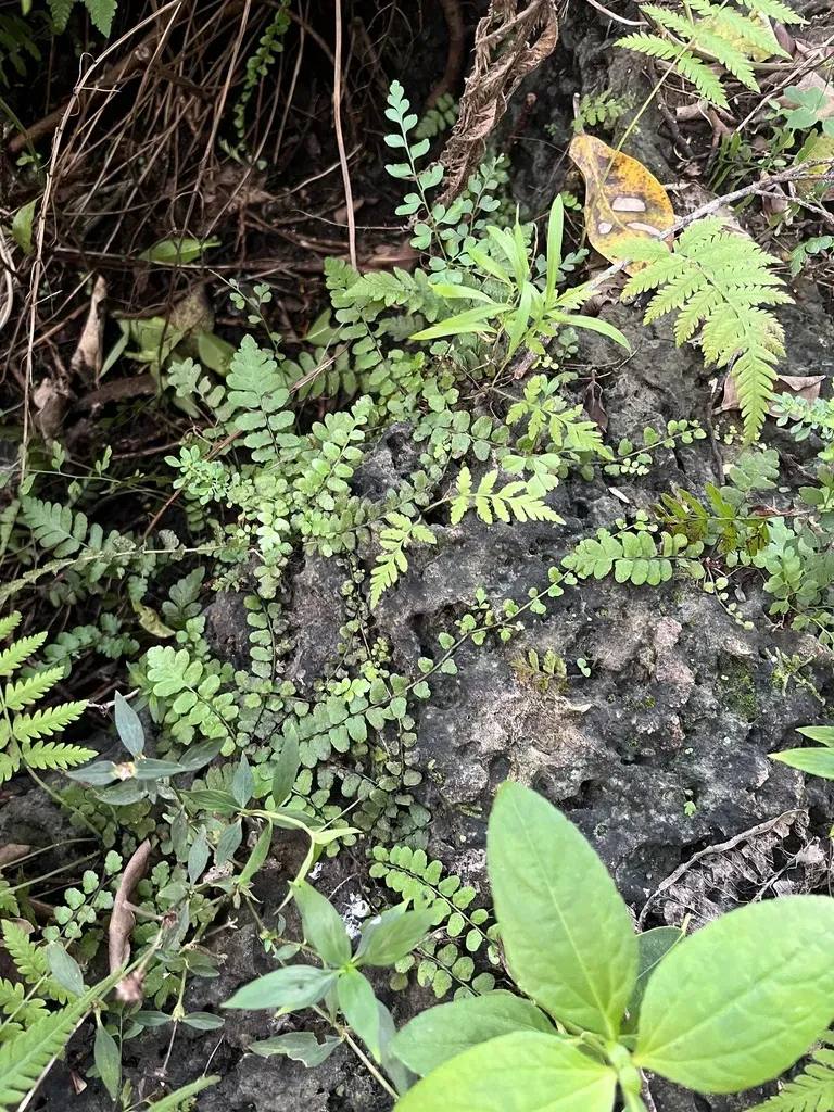 Creeping Star-hair Fern