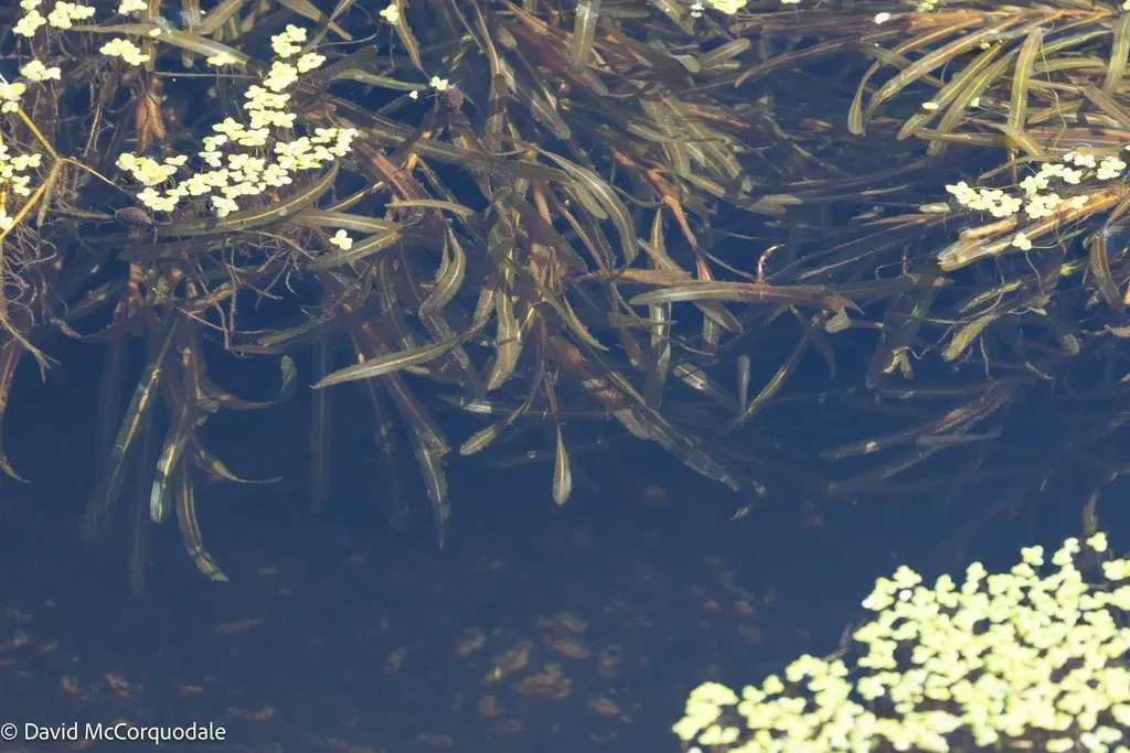 Bluntleaf Pondweed