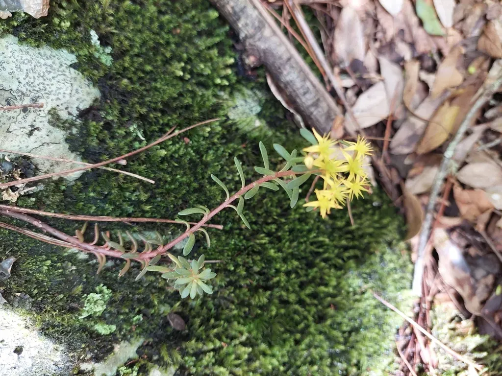 Sedum Microsepalum