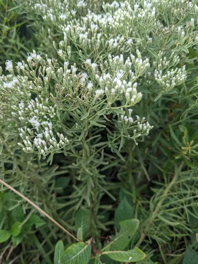 Narrowleaf Bushy Thoroughwort