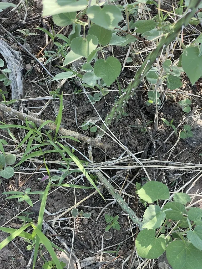 Cylindropuntia Waltoniorum