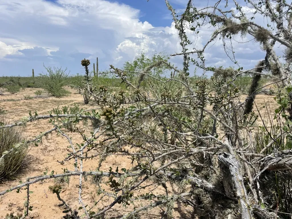Cylindropuntia Lindsayi
