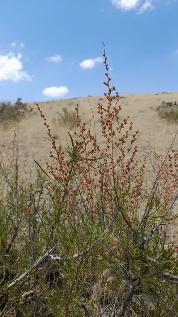 Spiraeanthus Schrenkianus