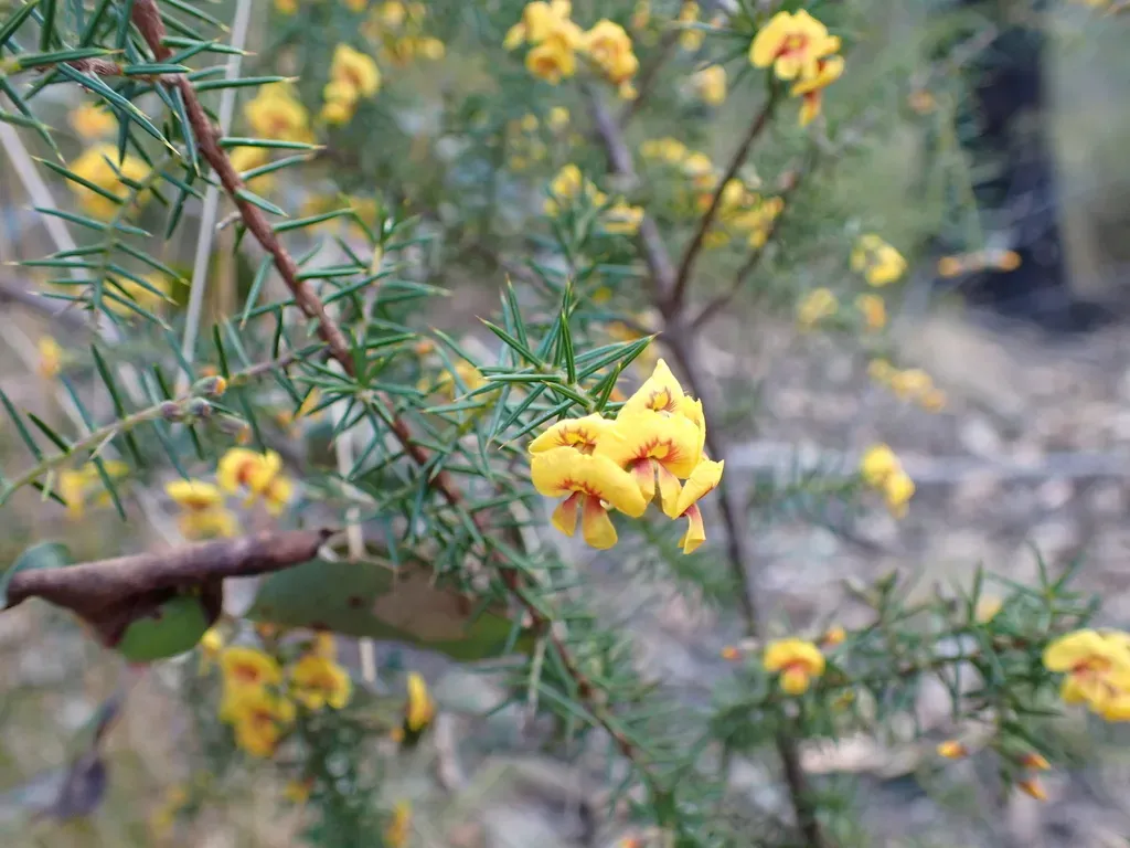 Dillwynia Juniperina