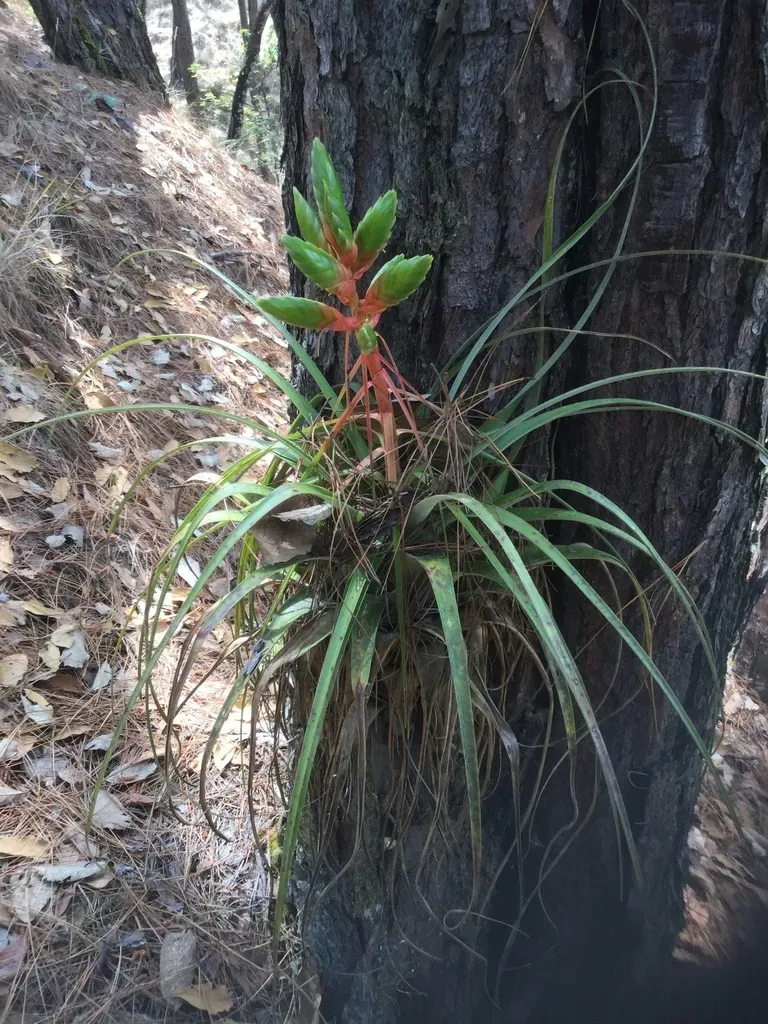 Tillandsia Langlasseana