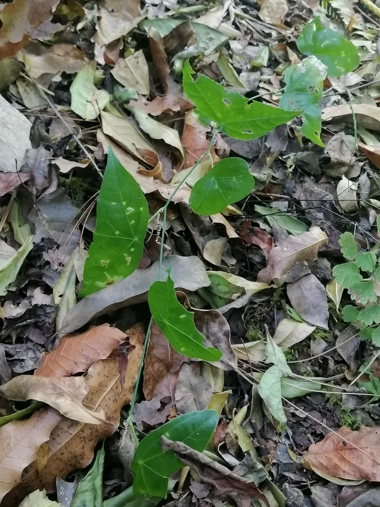 Passiflora Mcvaughiana