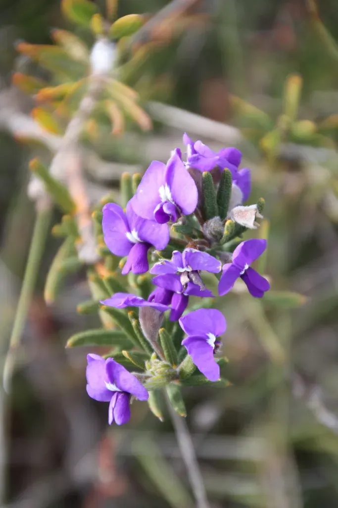 Hovea Stricta