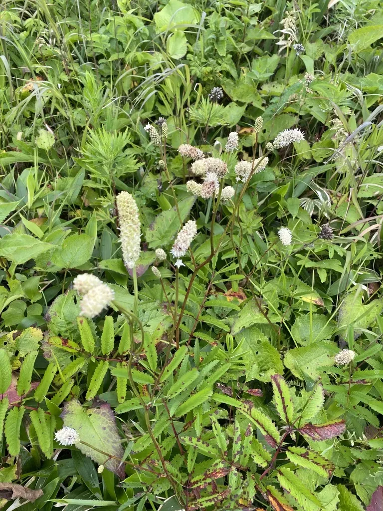 Japanese Burnet