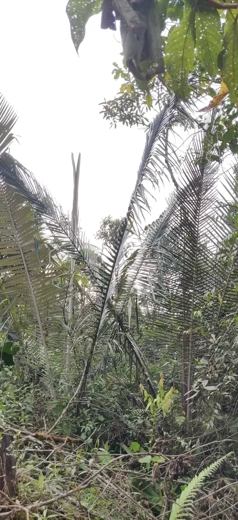 Quindio Wax Palm