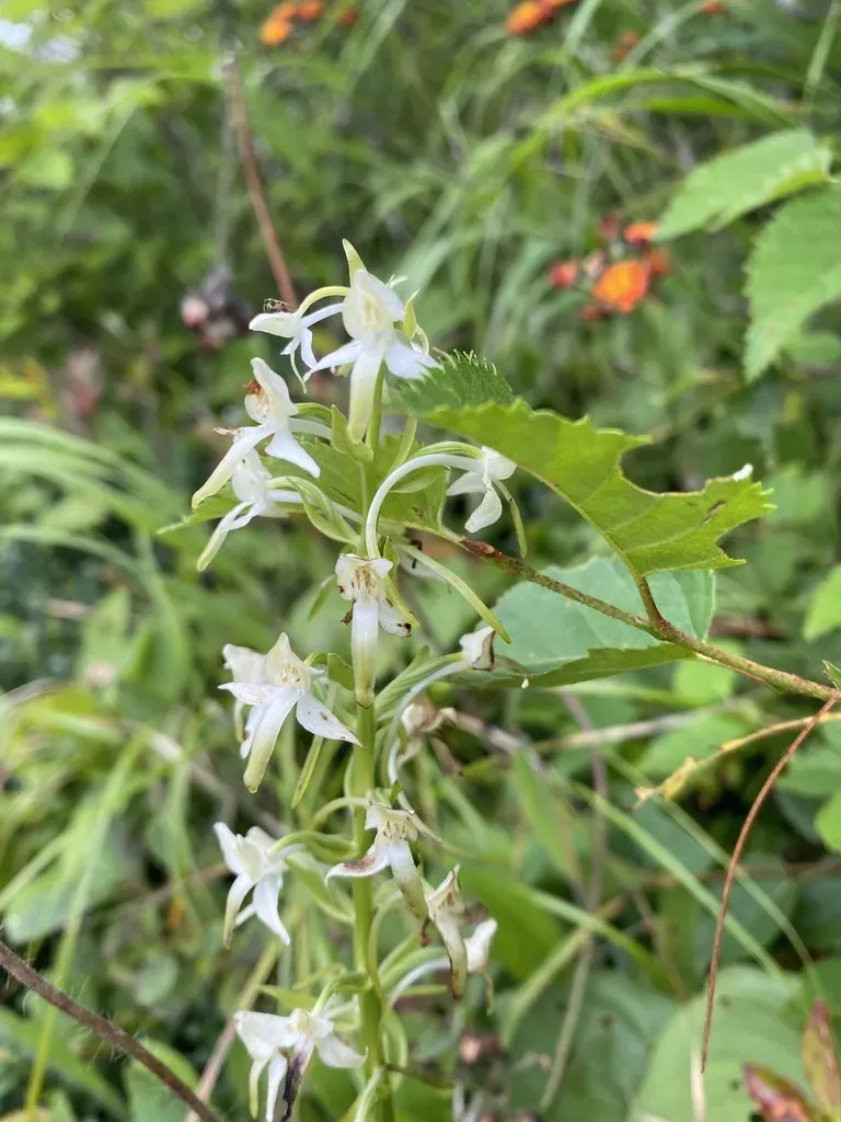 Platanthera Metabifolia