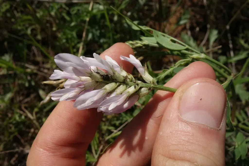 Astragalus Austrosibiricus