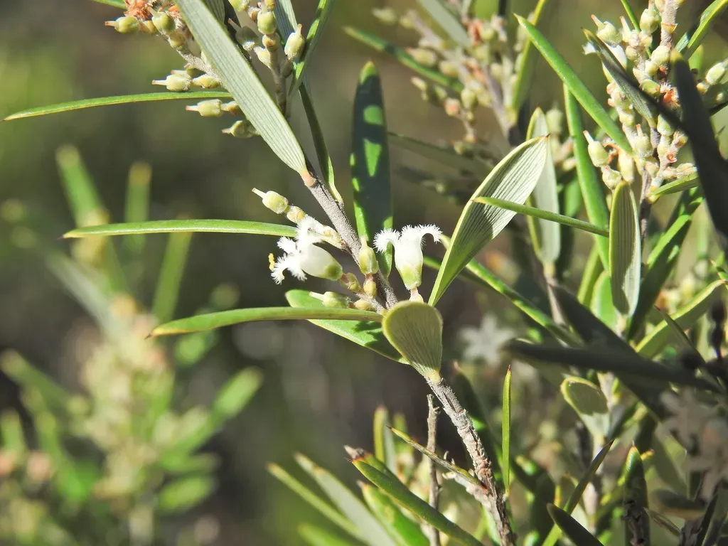 Agiortia Pedicellata