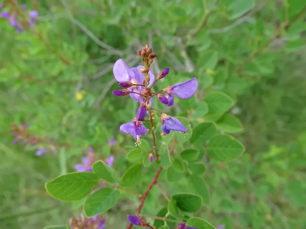 Desmodium Orbiculare