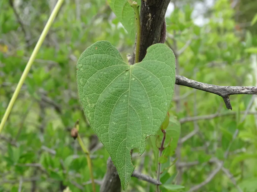 Ipomoea Proxima