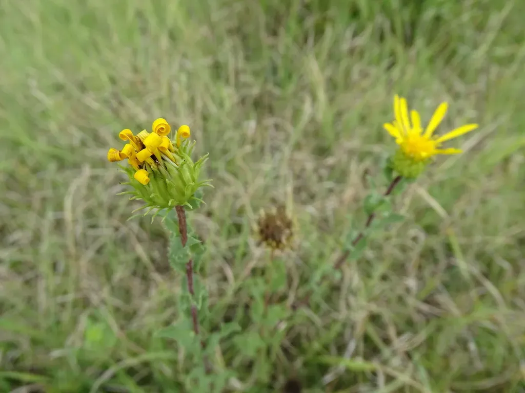 Grindelia Inuloides
