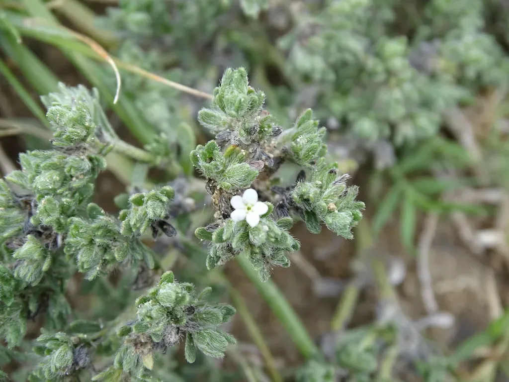 Antiphytum Heliotropioides