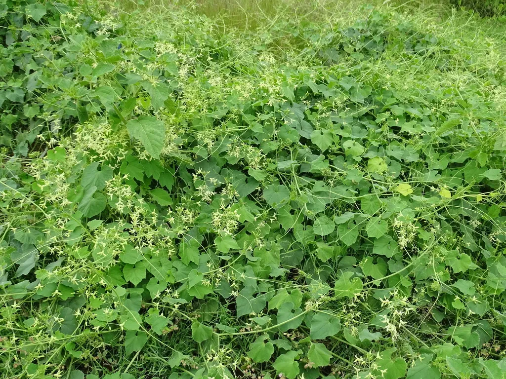 Echinopepon Coulteri