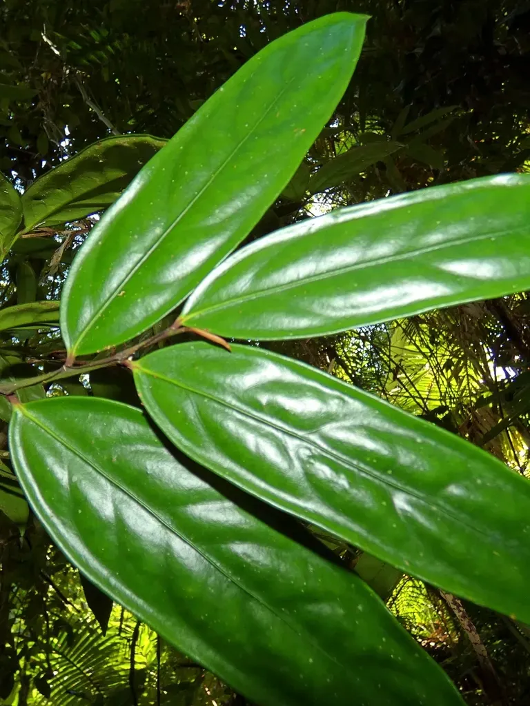 Hypsophila Dielsiana