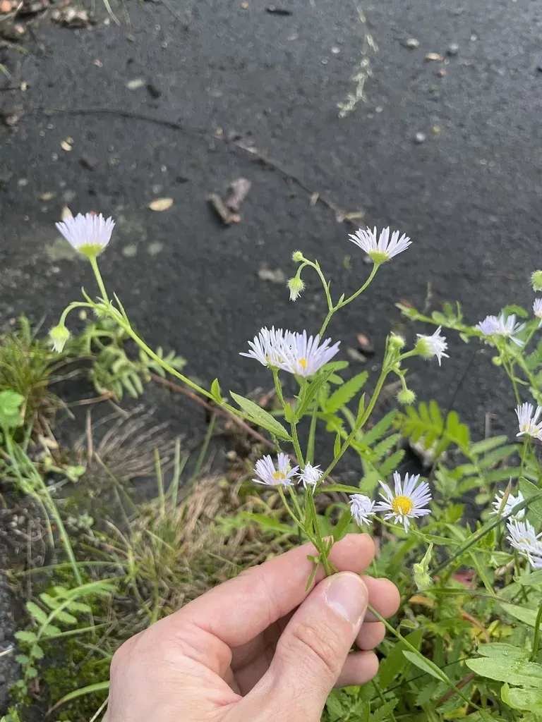 Annual Fleabane