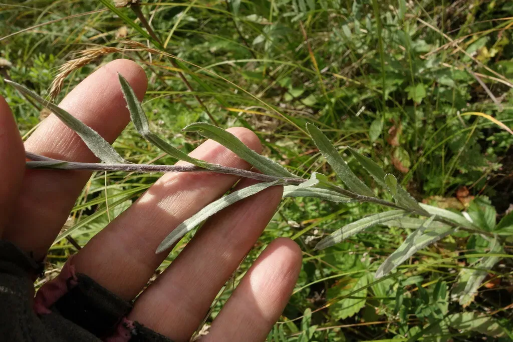 Leontopodium Conglobatum