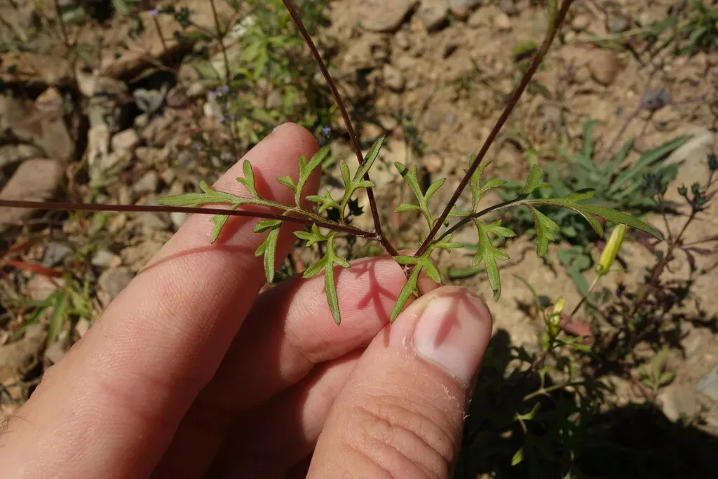 Smallflower Beggarticks