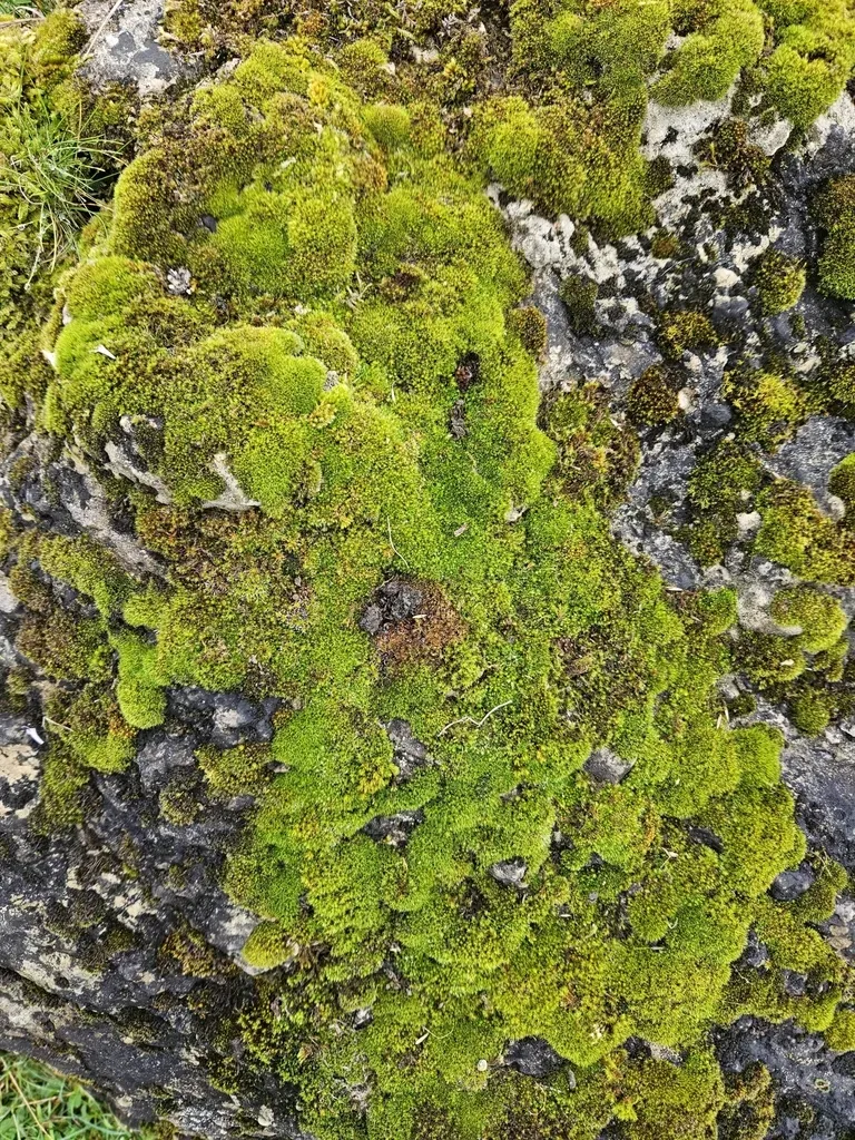 Grimmia Dissimulata