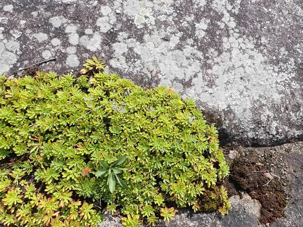 Phedimus Middendorffianus