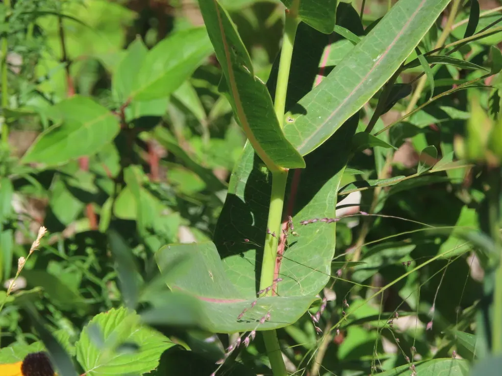 Sullivant's Milkweed